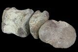 Composite Hadrosaur Finger - Alberta (Disposition #-) #71732-1